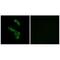 Complement C1q B Chain antibody, A04233, Boster Biological Technology, Immunohistochemistry frozen image 