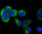 Transforming Acidic Coiled-Coil Containing Protein 3 antibody, A02876-1, Boster Biological Technology, Immunocytochemistry image 