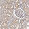 Myosin phosphatase Rho-interacting protein antibody, HPA022034, Atlas Antibodies, Immunohistochemistry frozen image 