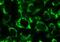 BCL2 Like 13 antibody, NBP1-97578, Novus Biologicals, Immunofluorescence image 