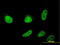 Cold Shock Domain Containing C2 antibody, LS-C105132, Lifespan Biosciences, Immunofluorescence image 