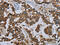 MIER Family Member 2 antibody, CSB-PA560273, Cusabio, Immunohistochemistry frozen image 