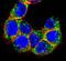 Mucin 20, Cell Surface Associated antibody, PA5-14973, Invitrogen Antibodies, Immunofluorescence image 