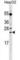 Leucine Rich Repeat Containing 29 antibody, abx029757, Abbexa, Western Blot image 