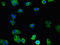 Tubulointerstitial Nephritis Antigen Like 1 antibody, LS-C398344, Lifespan Biosciences, Immunofluorescence image 