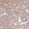 TRNA Splicing Endonuclease Subunit 54 antibody, HPA053097, Atlas Antibodies, Immunohistochemistry frozen image 