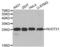 Nudix Hydrolase 21 antibody, abx003353, Abbexa, Western Blot image 