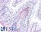 Histamine Receptor H2 antibody, LS-B15875, Lifespan Biosciences, Immunohistochemistry paraffin image 