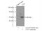 Nucleoredoxin antibody, 16128-1-AP, Proteintech Group, Immunoprecipitation image 