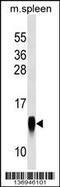 Crumbs Cell Polarity Complex Component 3 antibody, 59-286, ProSci, Western Blot image 