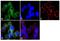 CD99 Molecule (Xg Blood Group) antibody, MA5-12287, Invitrogen Antibodies, Immunofluorescence image 