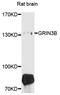 Glutamate Ionotropic Receptor NMDA Type Subunit 3B antibody, STJ112121, St John