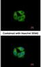 Propionyl-CoA Carboxylase Subunit Beta antibody, NBP1-31464, Novus Biologicals, Immunofluorescence image 