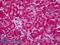 Rhotekin 2 antibody, LS-B6720, Lifespan Biosciences, Immunohistochemistry frozen image 
