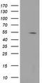 Histone Deacetylase 1 antibody, CF502193, Origene, Western Blot image 