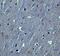 Hook Microtubule Tethering Protein 3 antibody, PA5-72889, Invitrogen Antibodies, Immunohistochemistry paraffin image 