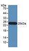 Interferon Beta 1 antibody, LS-C663572, Lifespan Biosciences, Western Blot image 