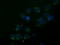 Annexin A3 antibody, TA502112, Origene, Immunofluorescence image 