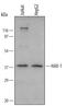 HCLS1 Associated Protein X-1 antibody, AF5458, R&D Systems, Western Blot image 