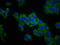 Integrin Subunit Alpha 3 antibody, LS-C670488, Lifespan Biosciences, Immunofluorescence image 