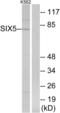 SIX Homeobox 5 antibody, LS-C120047, Lifespan Biosciences, Western Blot image 