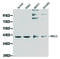 MCL1 Apoptosis Regulator, BCL2 Family Member antibody, abx000635, Abbexa, Western Blot image 