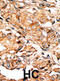 RAD9 Checkpoint Clamp Component A antibody, abx031901, Abbexa, Immunohistochemistry frozen image 