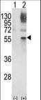 GATA Binding Protein 2 antibody, LS-C166382, Lifespan Biosciences, Western Blot image 