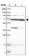 WD Repeat Domain 27 antibody, NBP1-81075, Novus Biologicals, Western Blot image 