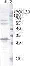 Protein Nef antibody, MA1-71507, Invitrogen Antibodies, Western Blot image 