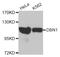 Drebrin 1 antibody, abx005454, Abbexa, Western Blot image 