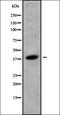 Olfactory Receptor Family 52 Subfamily K Member 1 antibody, orb378359, Biorbyt, Western Blot image 