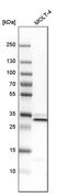 VAMP Associated Protein A antibody, PA5-52660, Invitrogen Antibodies, Western Blot image 