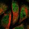 Deleted in bladder cancer protein 1 antibody, NBP1-85304, Novus Biologicals, Immunofluorescence image 