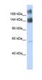 Kinectin 1 antibody, orb330397, Biorbyt, Western Blot image 