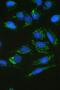 DHSB antibody, A01090, Boster Biological Technology, Immunofluorescence image 