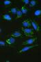 Succinate Dehydrogenase Complex Iron Sulfur Subunit B antibody, A01090, Boster Biological Technology, Immunofluorescence image 