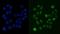 Regulator Of Chromosome Condensation 1 antibody, M02719-1, Boster Biological Technology, Immunofluorescence image 