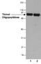 Thimet Oligopeptidase 1 antibody, MA5-24783, Invitrogen Antibodies, Western Blot image 