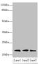 RAP1B, Member Of RAS Oncogene Family antibody, A60522-100, Epigentek, Western Blot image 