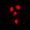 Interferon Regulatory Factor 3 antibody, LS-C368606, Lifespan Biosciences, Immunofluorescence image 