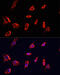 ADP Ribosylation Factor 1 antibody, 23-074, ProSci, Immunofluorescence image 