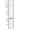 TATA-Box Binding Protein Associated Factor 9b antibody, abx218866, Abbexa, Western Blot image 