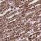 Sarcosine Dehydrogenase antibody, NBP2-31668, Novus Biologicals, Immunohistochemistry frozen image 