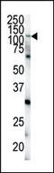 EPH Receptor A4 antibody, MBS9205200, MyBioSource, Western Blot image 