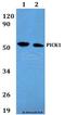 Protein Interacting With PRKCA 1 antibody, A02457, Boster Biological Technology, Western Blot image 