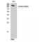 Period circadian protein homolog 2 antibody, LS-C381359, Lifespan Biosciences, Western Blot image 