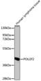 POU Class 2 Homeobox 2 antibody, 18-807, ProSci, Western Blot image 