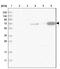 SH3 Domain And Tetratricopeptide Repeats 2 antibody, NBP1-90624, Novus Biologicals, Western Blot image 