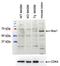 NADPH Oxidase 1 antibody, LS-B11179, Lifespan Biosciences, Western Blot image 